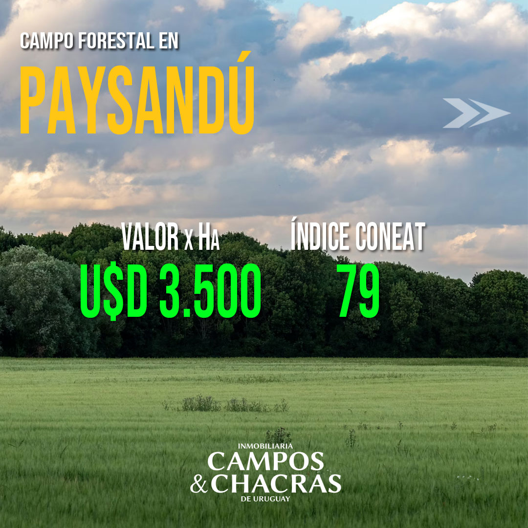 Campo de 392 Hectáreas (Paysandú)